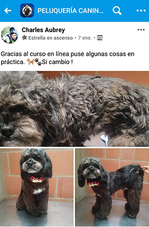 Aprender Grooming