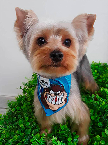 Canina Peluqueria curso online