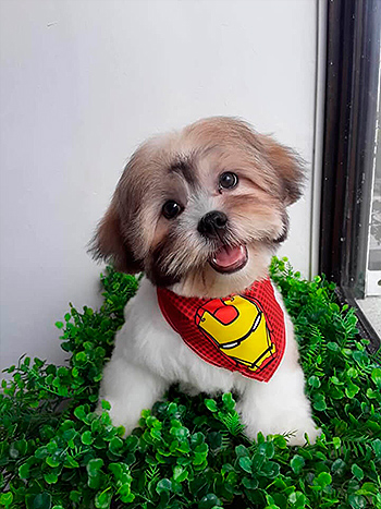 Canina Peluqueria curso