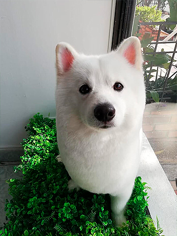 Canina Peluqueria