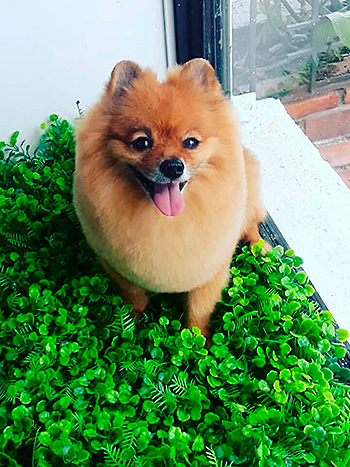 Como peluquiar un perro