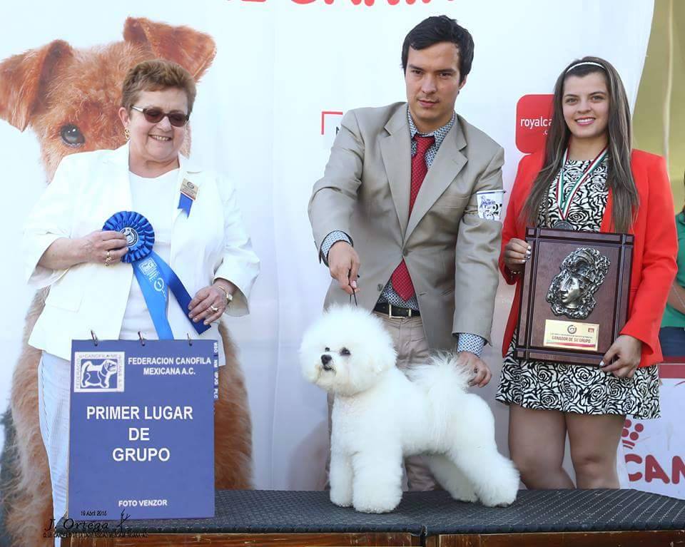 Curso Peluqueria de perros