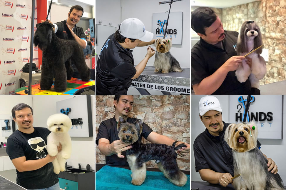 Cursos De Peluquería Canina