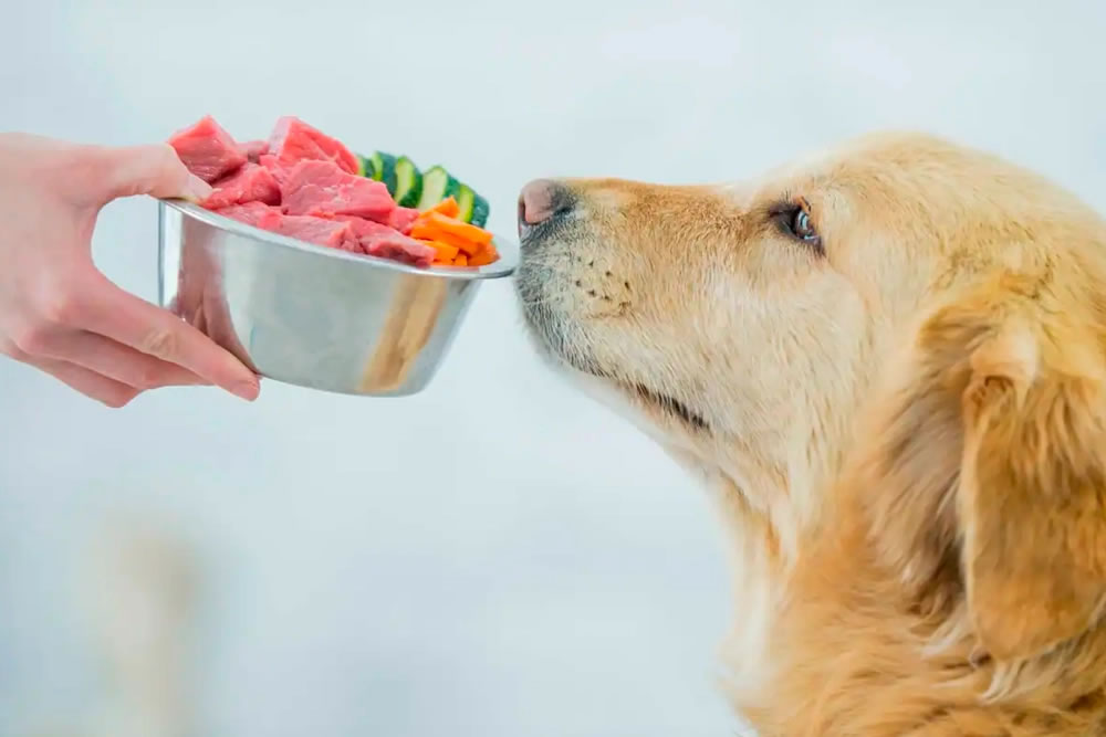 Dieta Barf Para Perros